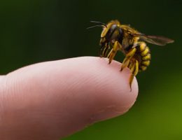 خواص زهر زنبور عسل