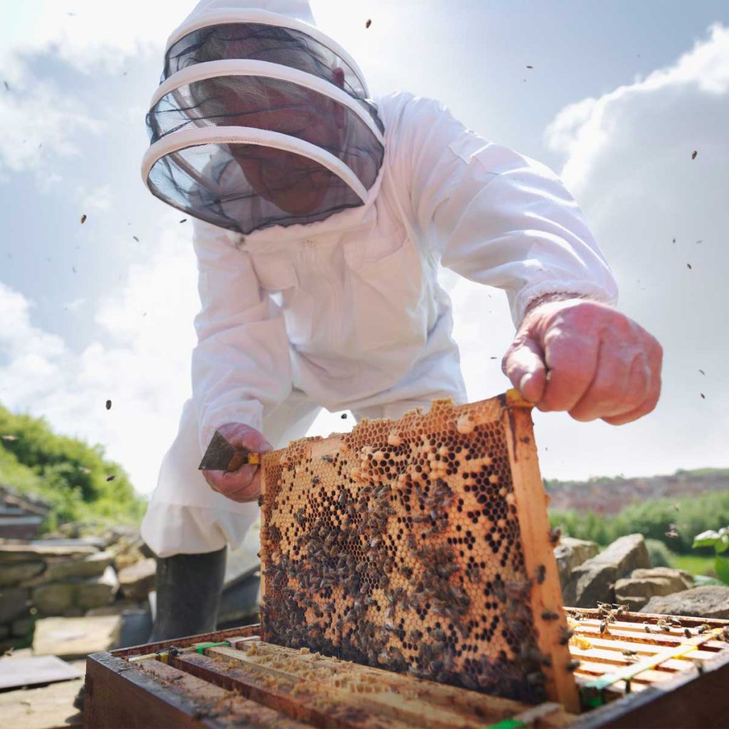 درخواست کارگر تمام وقت برای زنبورستان