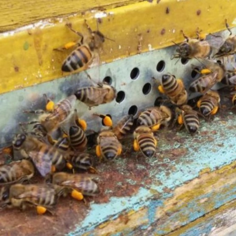 ۸۰ کندو زنبور