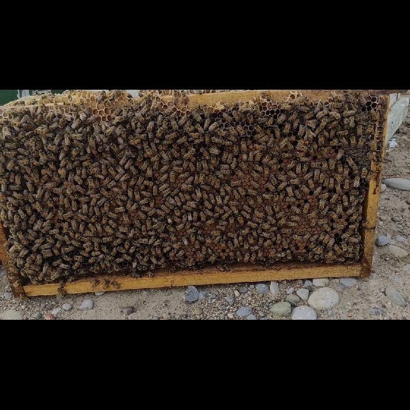 فروش ۷۰ زنبور
