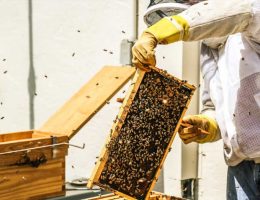 آگهی ابزارآلات زنبورداری