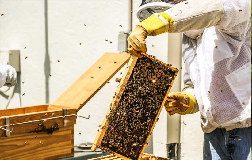 آگهی ابزارآلات زنبورداری