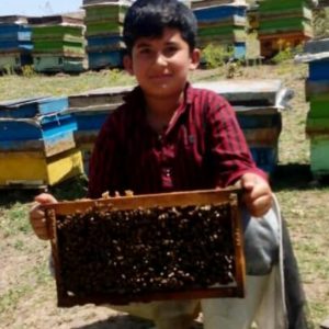 فروش ۱۵۰ کندو زنبور عسل کندو مربع اردبیل