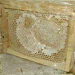 فروش محصولات زنبورستان  عسل ژل گرده کلونی ملکه کارنیکا