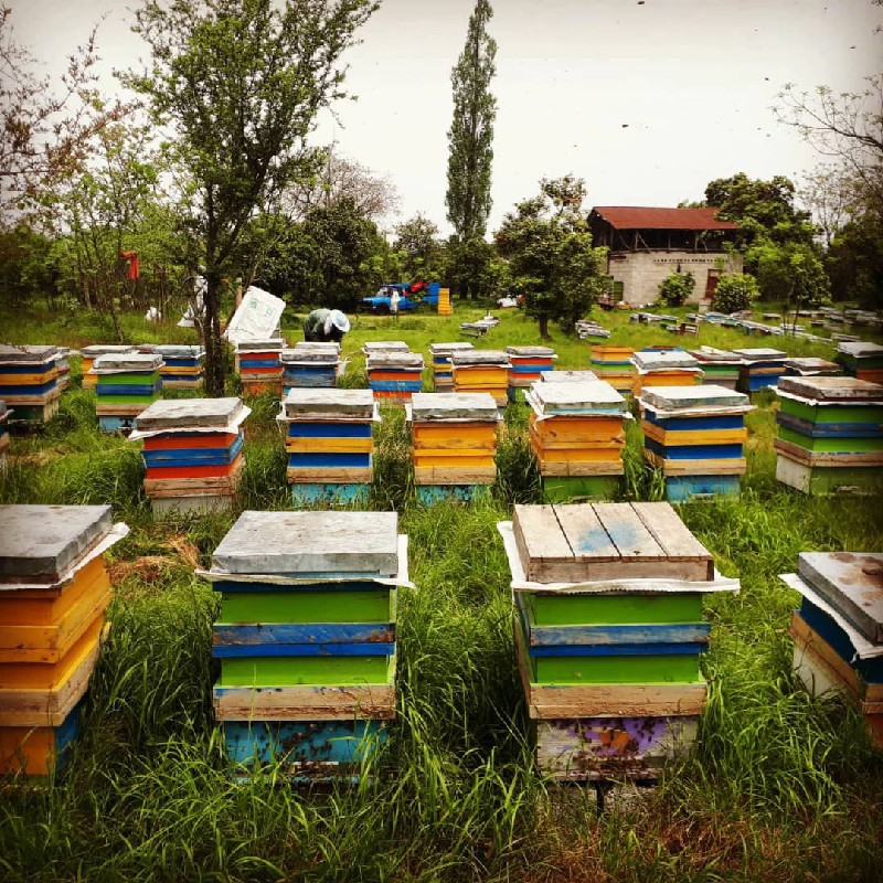 فروش زنبور عسل