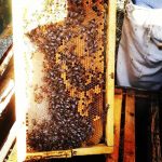۱۰۰عدد کندوی زنبور عسل