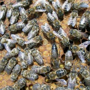 فنون مذاکره تلفنی در زمینه زنبورداری