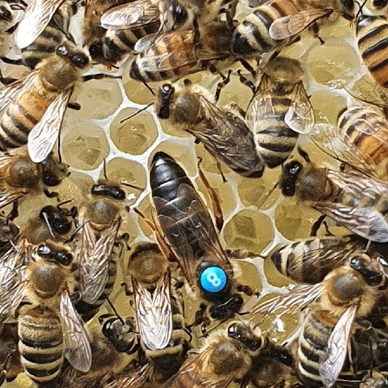 فروش ملکه زنبورعسل جفت طبیعی تلقیح باکره  کارنیکا دکتر بازمانی