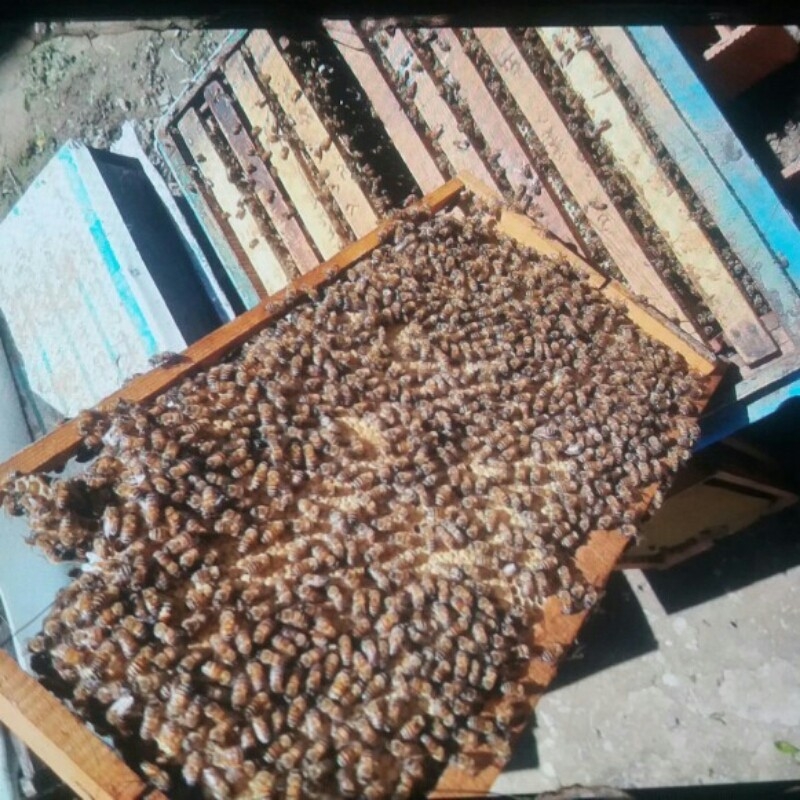 فروش ۴۶ کلنی زنبور عسل نژاد خوب و اصیل کاملا سالم