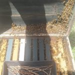 فروش 100کلنی زنبور کارنیکا f1