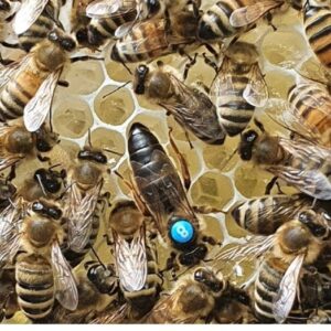فنون مذاکره تلفنی در زمینه زنبورداری