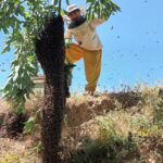 عسل کاملا طبیعی، درمانی برای شفای مریض